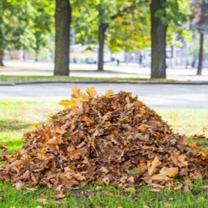 pile of leaves