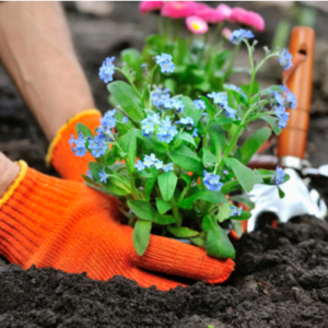 person with orange gloves planting flower