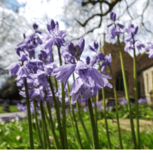 group of bluebells in front of house