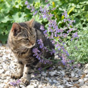 cat sniffing catnip plant